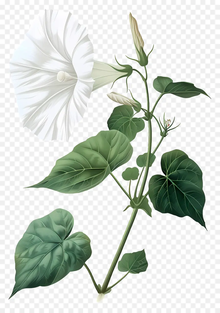 Fleurs Anciennes，Gloire Du Matin Blanc PNG