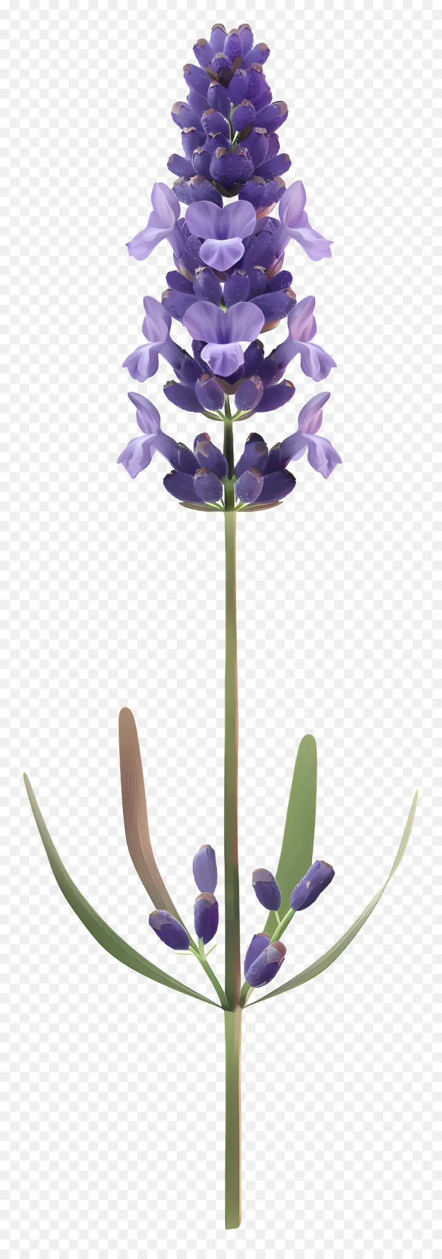 Fleur De Lavande，Lavande PNG