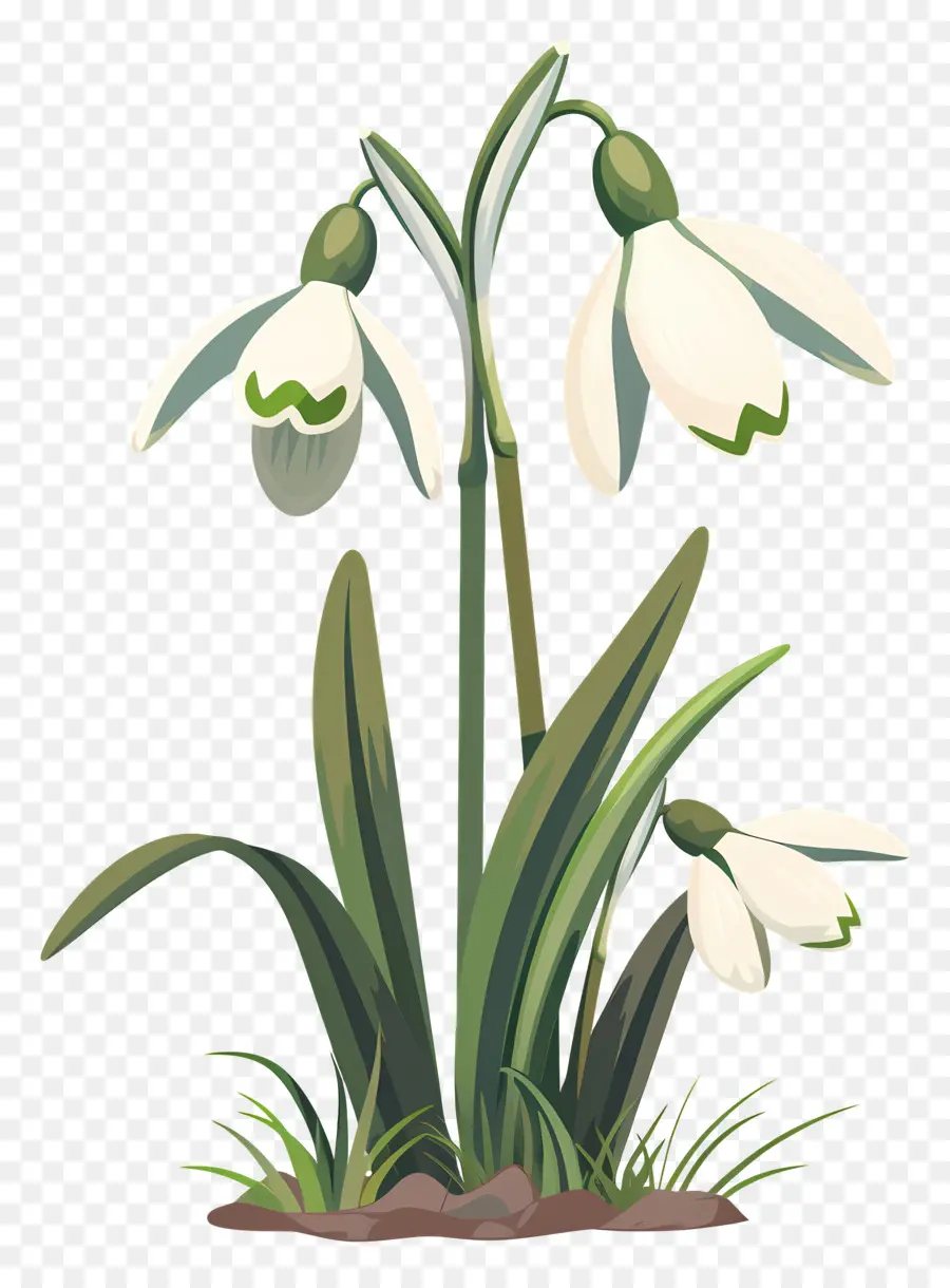 Perce Neige，Fleurs De Perce Neige PNG