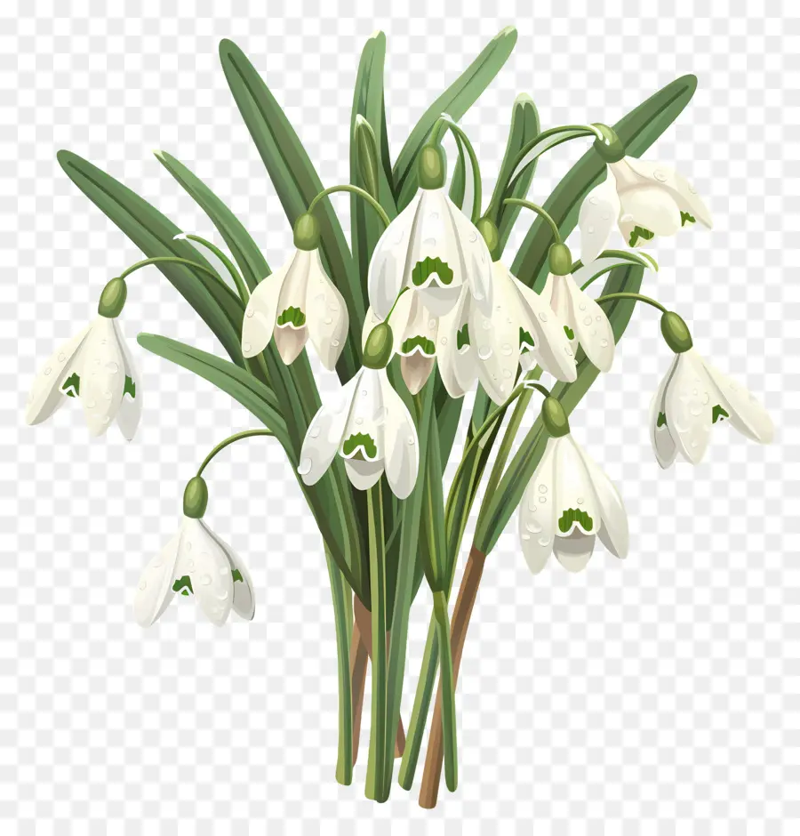 Perce Neige，Bouquet PNG