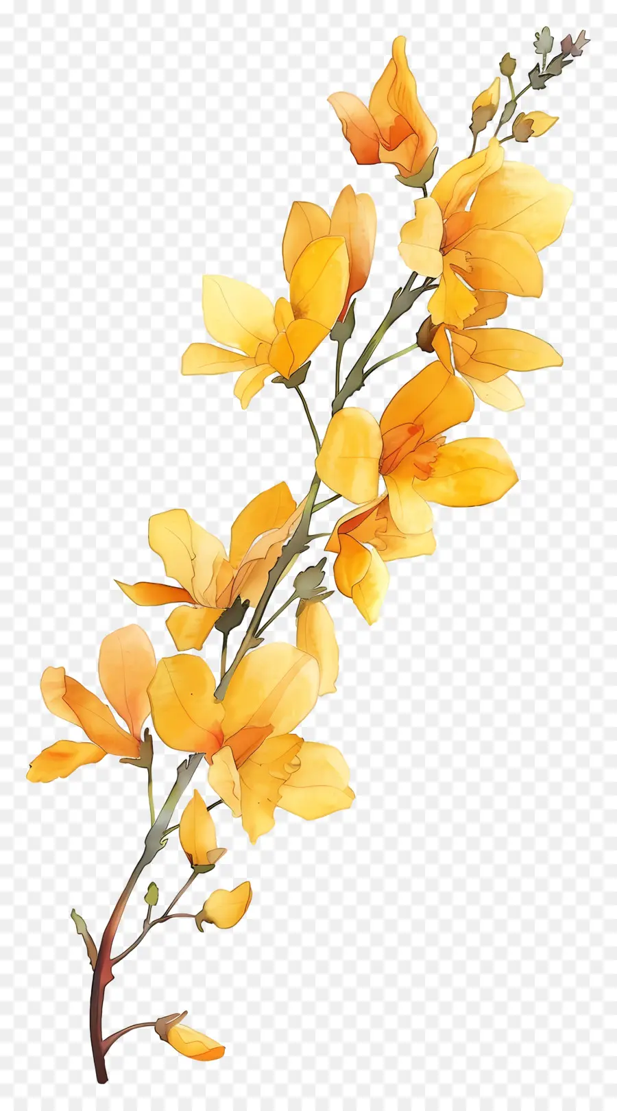 Fleur De Cytisus Wolgaricus，Fleurs Jaunes PNG