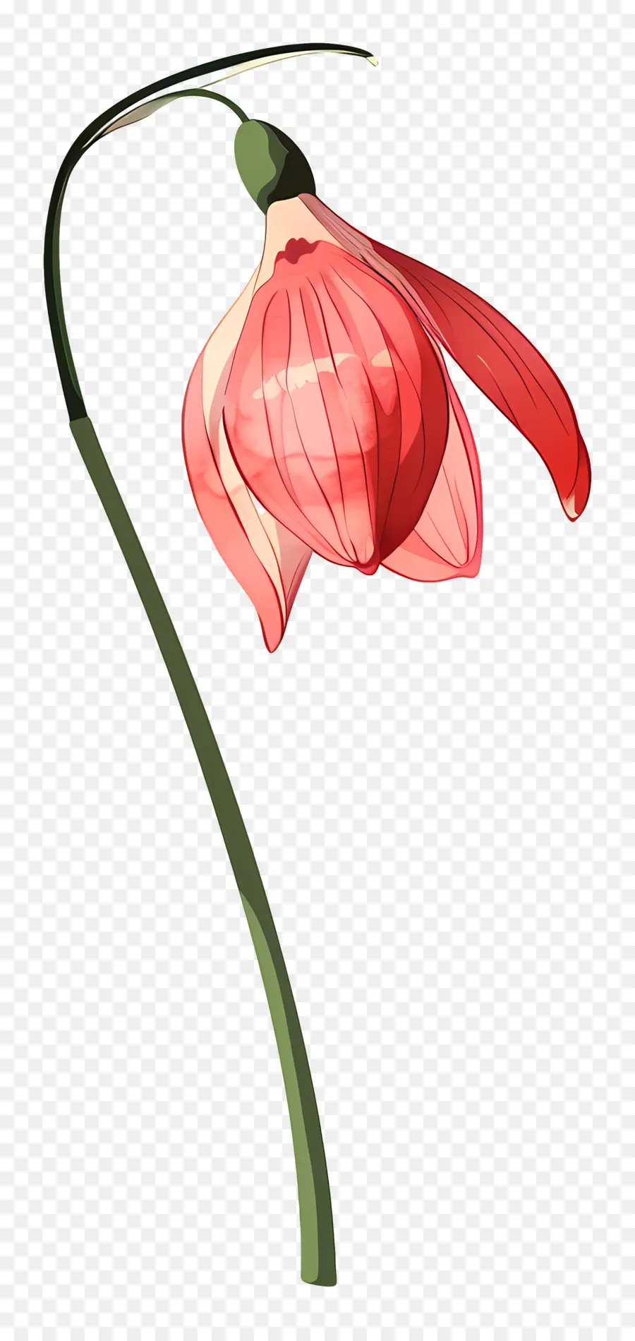 Perce Neige，Fleur De Perce Neige Rouge PNG