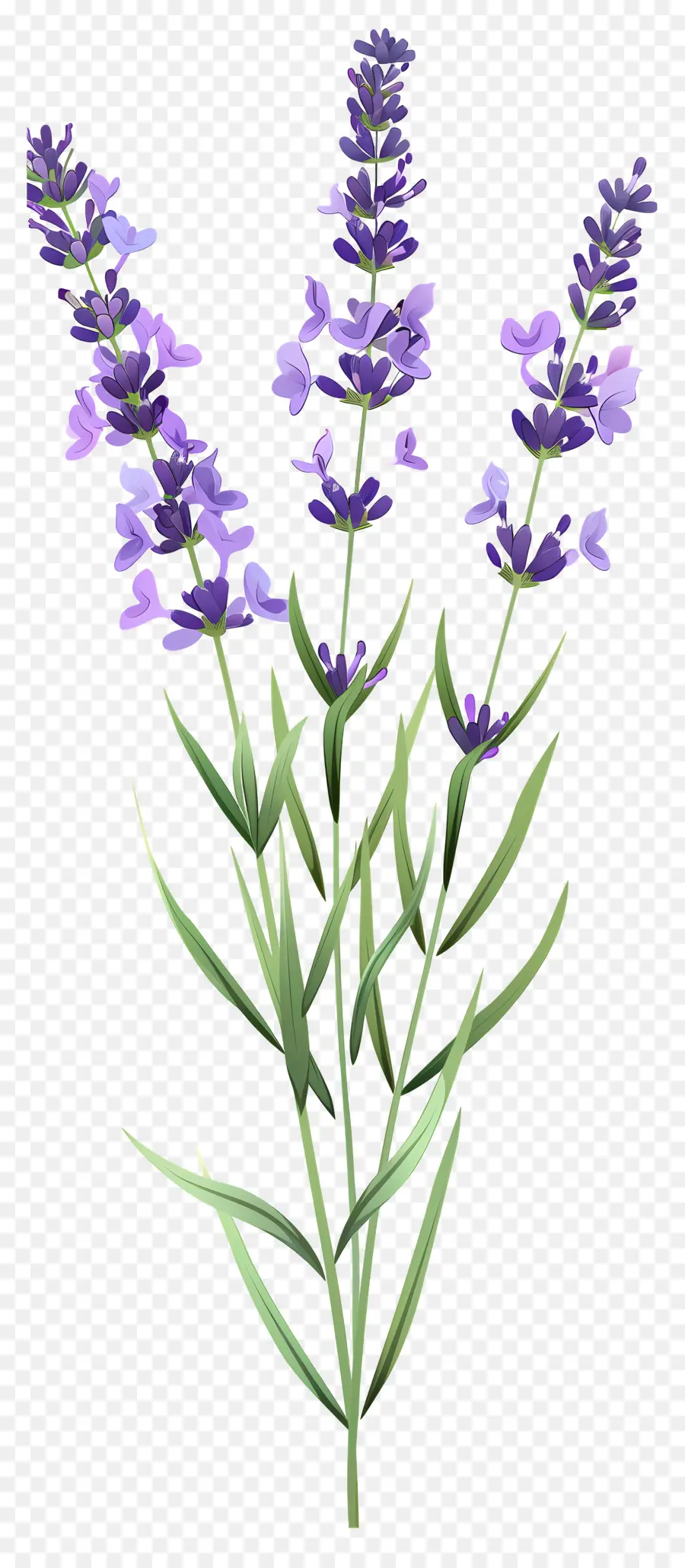 Fleur De Lavande，Fleurs Violettes PNG