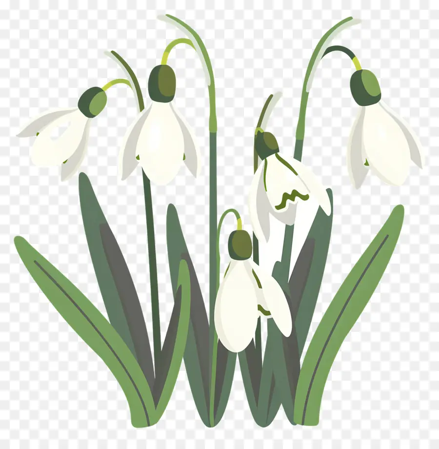 Perce Neige，Fleurs De Perce Neige PNG