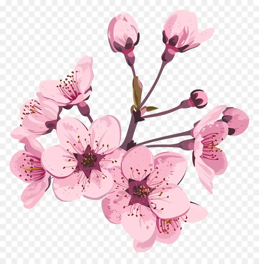 Fleur De Cerisier，Fleurs Roses PNG