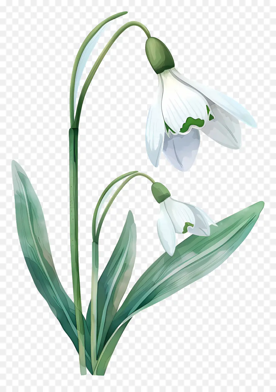 Perce Neige，Fleur De Perce Neige PNG