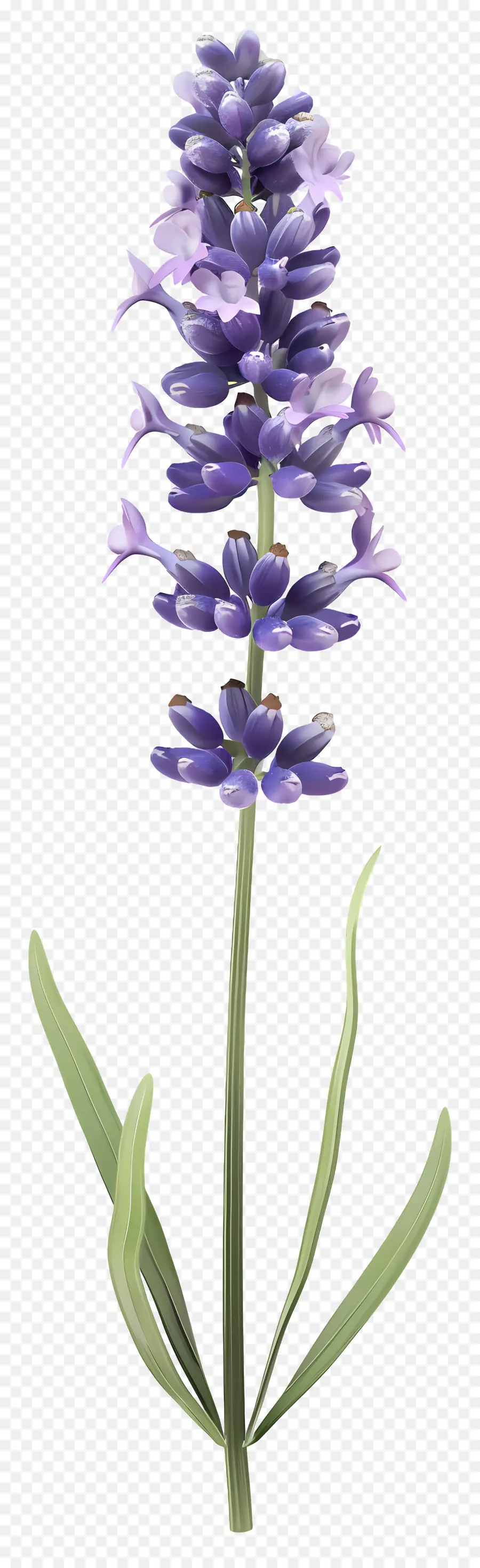 Fleur De Lavande，Lavande PNG