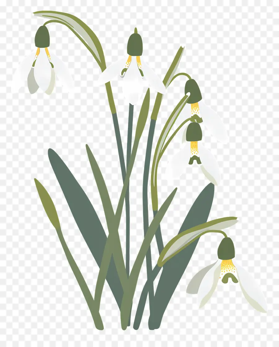 Perce Neige，Perce Neige Simples PNG