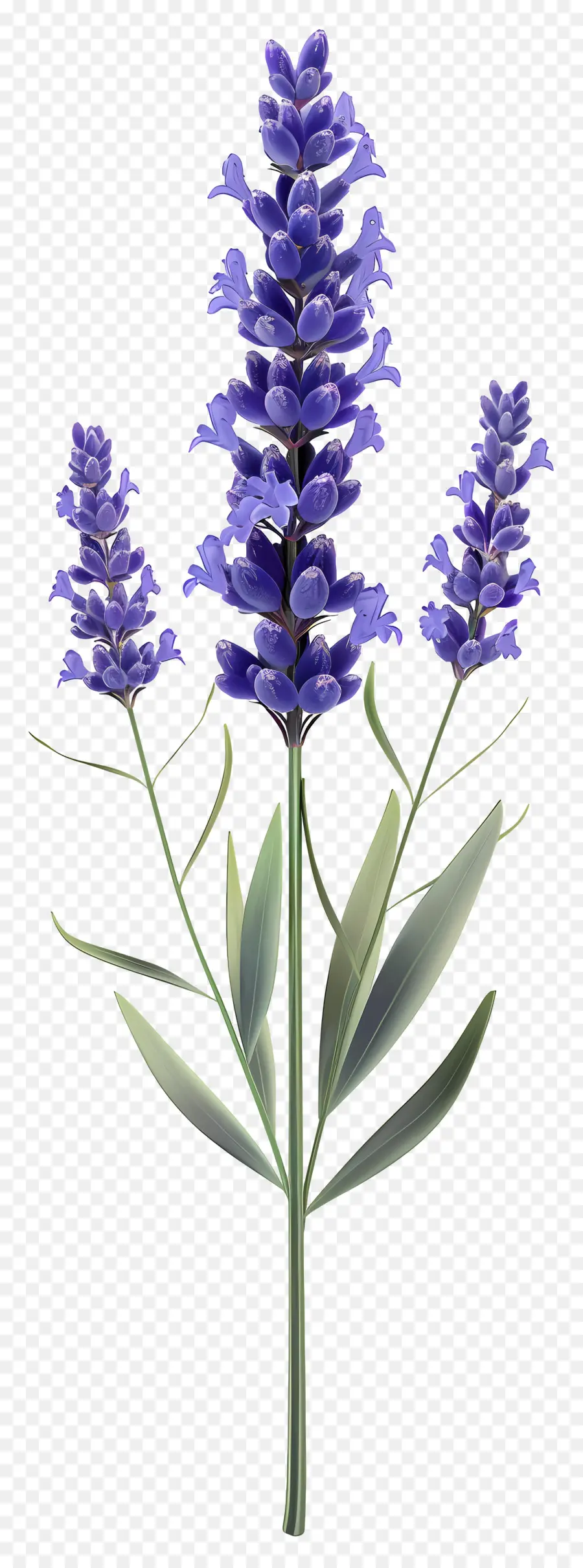 Fleur De Lavande，Fleurs Violettes PNG