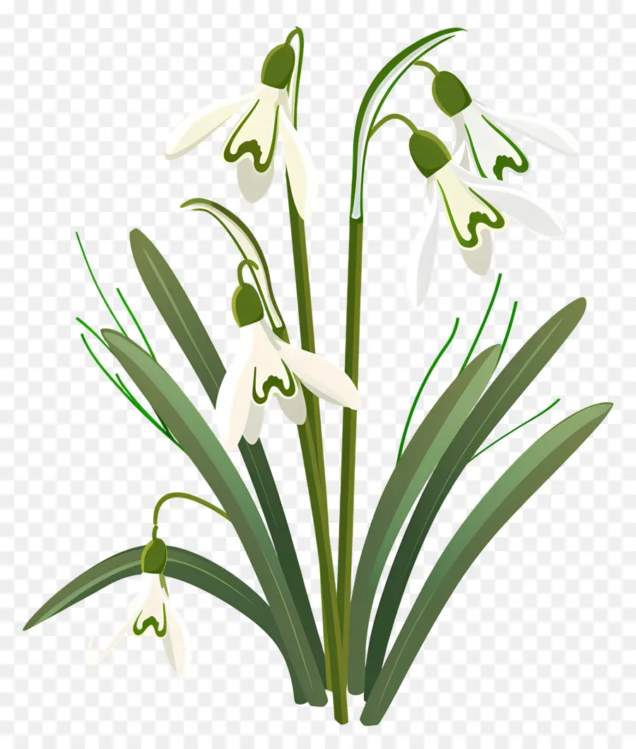 Perce Neige，Fleurs De Perce Neige PNG