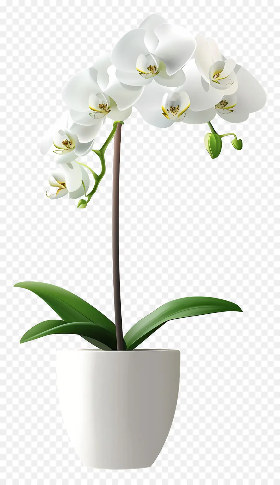 Fleur D'orchidée，Orchidée Blanche PNG