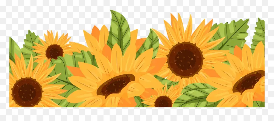 Bordure De Tournesols，Tournesols PNG