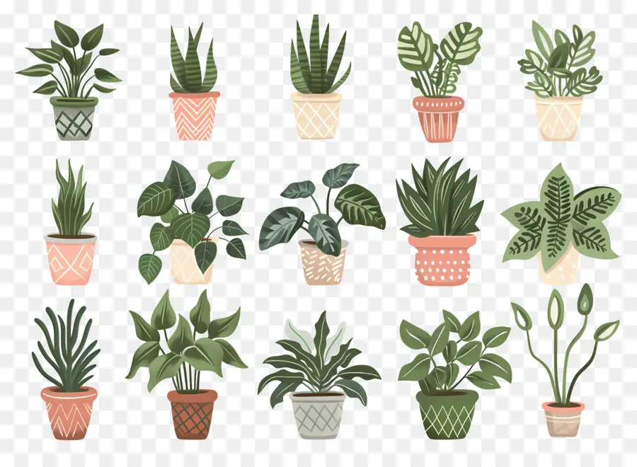 Fleurs En Pots，Plantes En Pot PNG