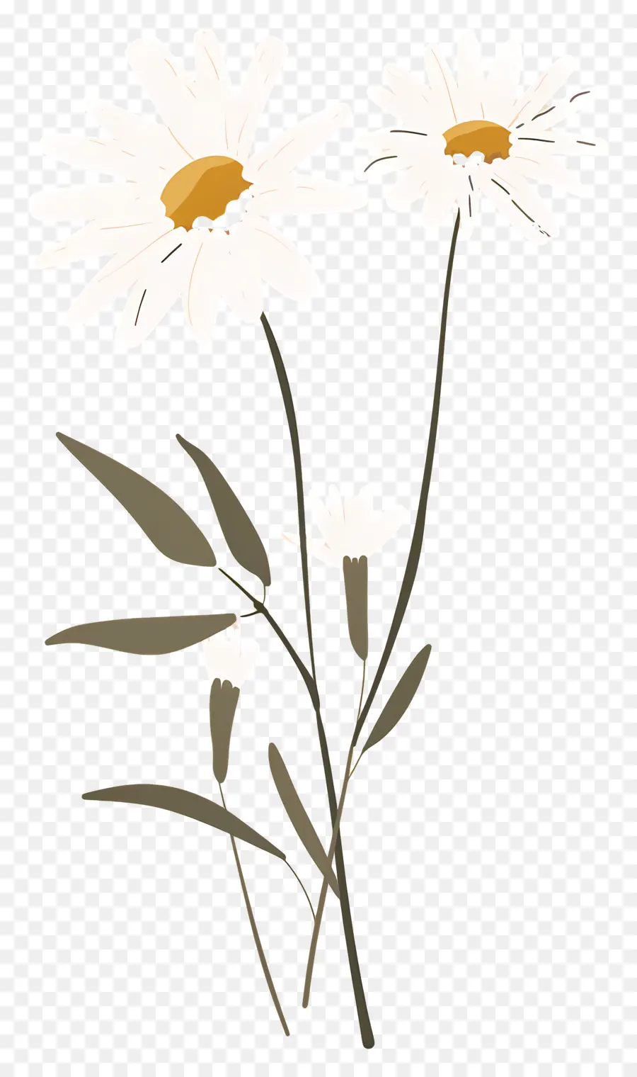 Fleurs De Marguerite，Marguerite PNG