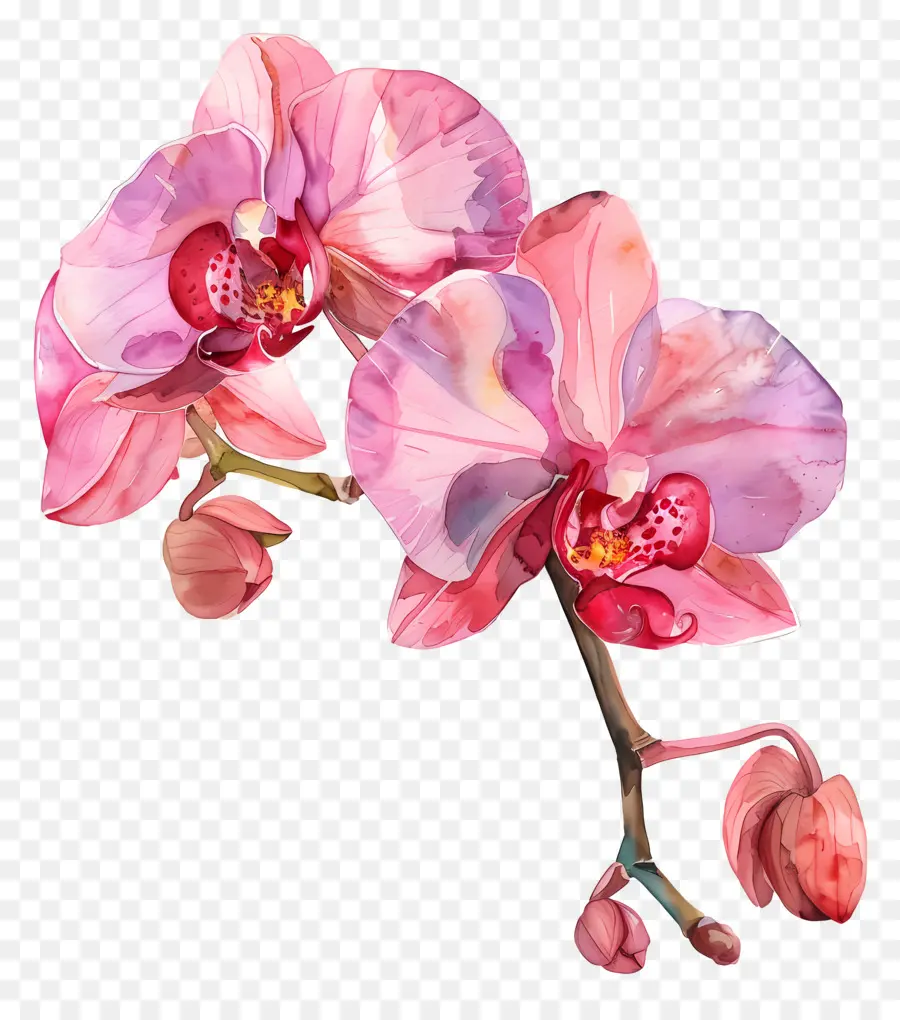 Fleur D'orchidée，Orchidée PNG