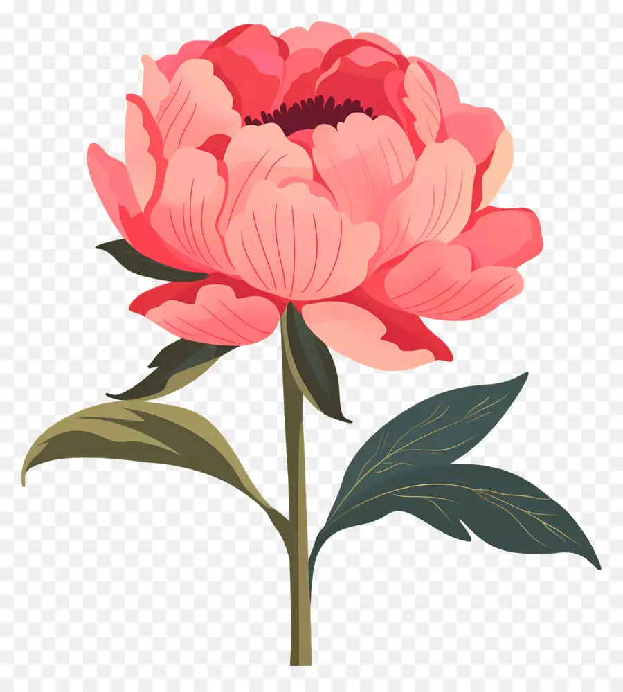 Fleur De Pivoine，Fleur PNG