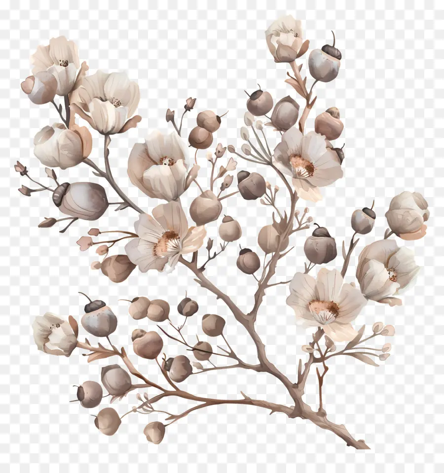 Fleurs Séchées，Fleurs De Coton PNG