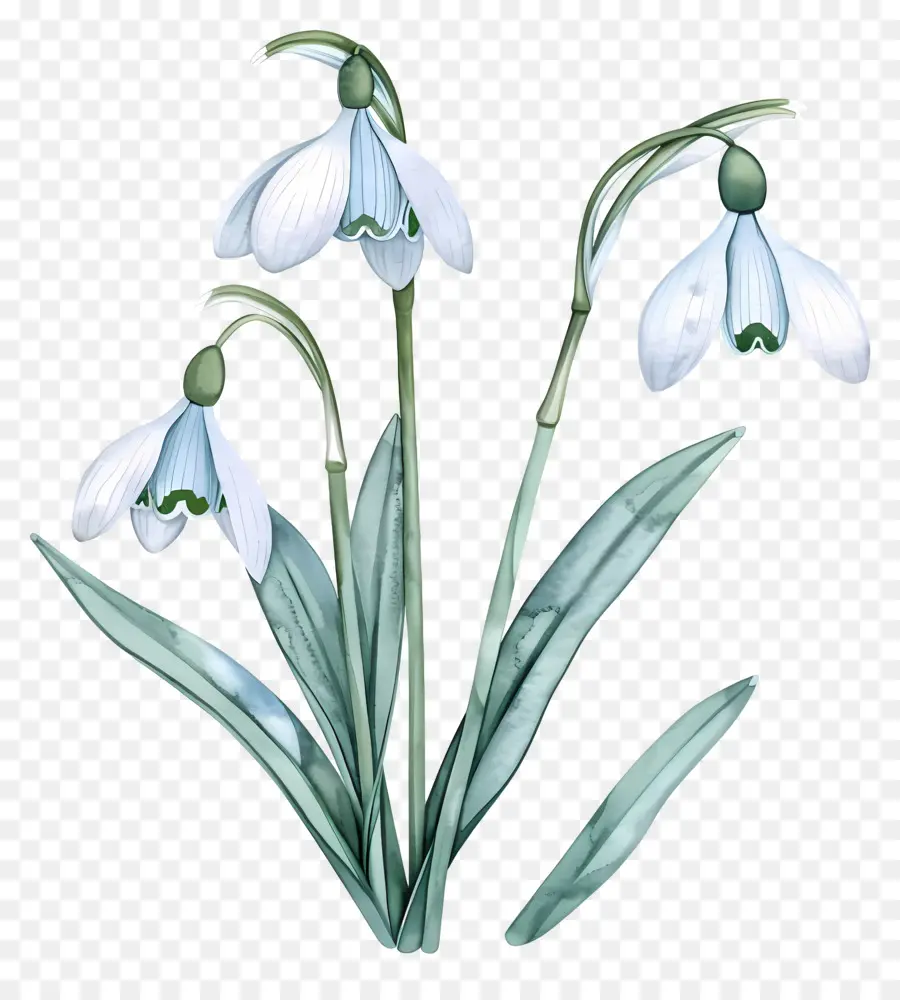 Perce Neige，Illustration De Perce Neige PNG