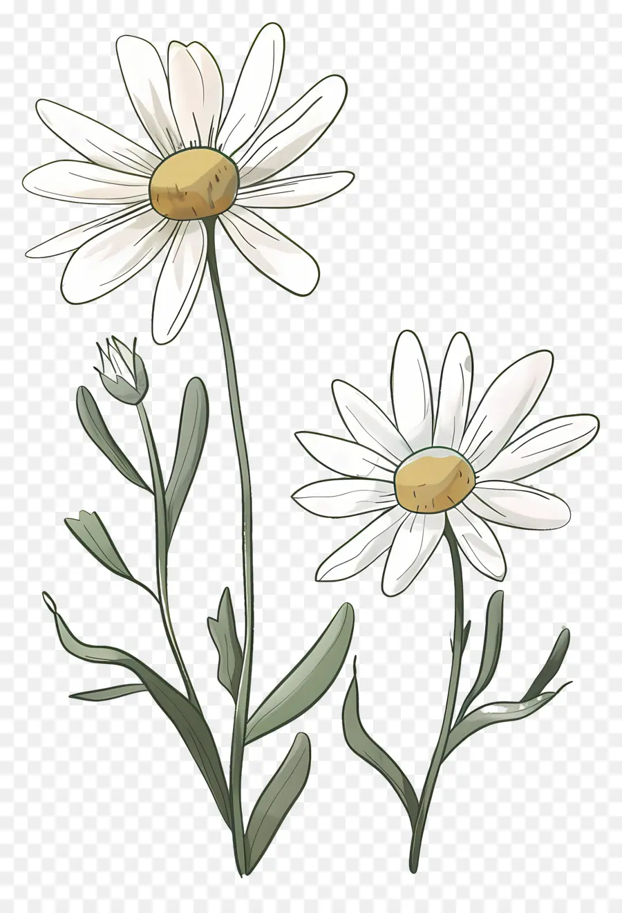 Fleurs De Marguerite，Marguerites PNG