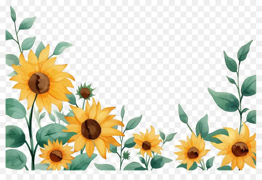 Bordure De Tournesols，Tournesols PNG