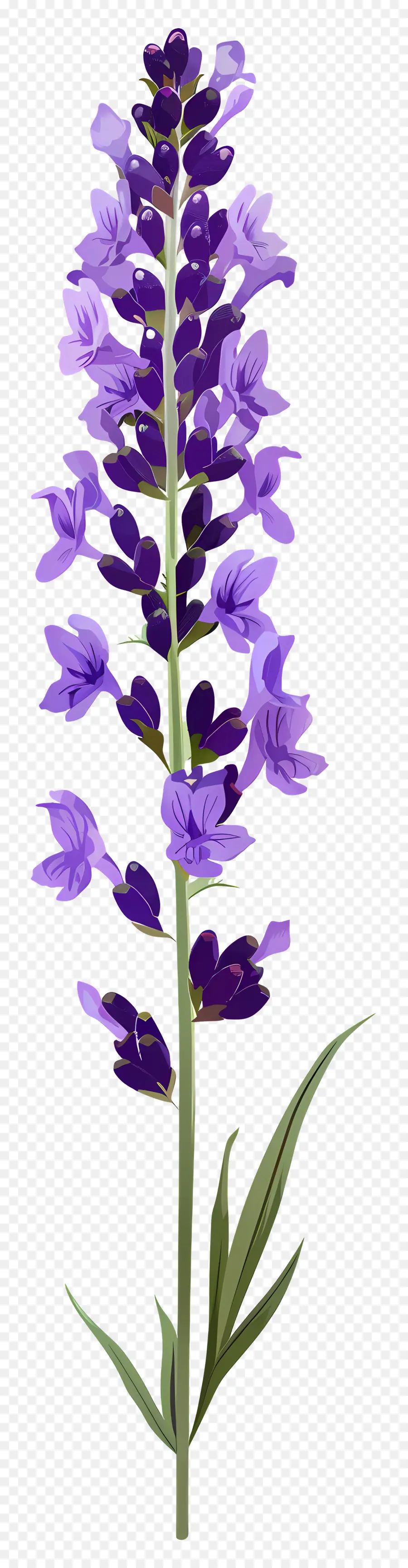 Fleur De Lavande，Fleurs Violettes PNG