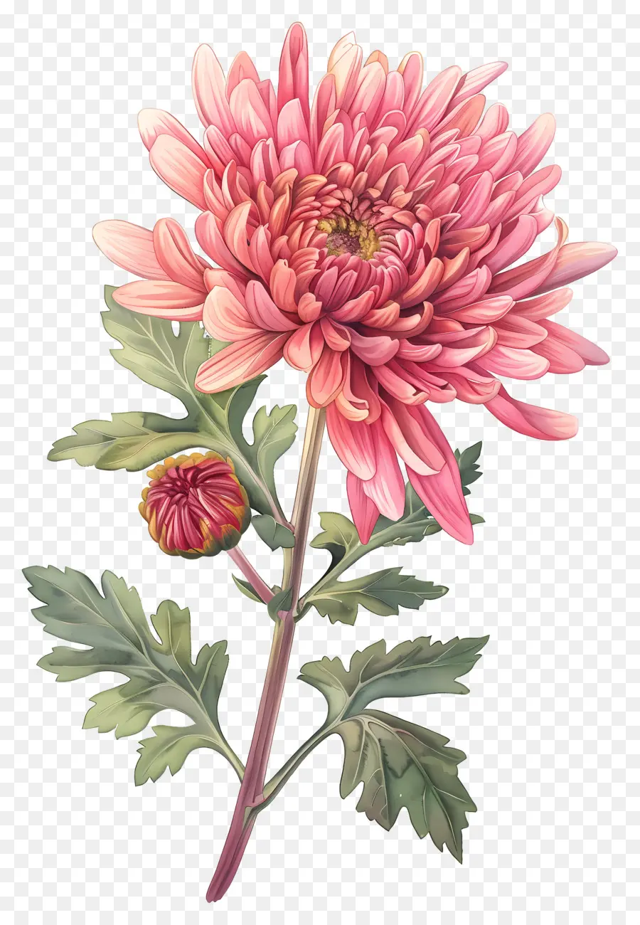 Fleur Vintage，Chrysanthème Rouge PNG