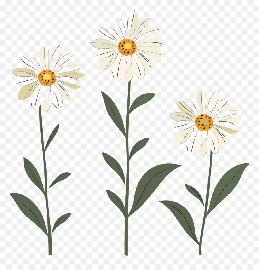 Fleurs De Marguerite，Marguerites Illustrées PNG