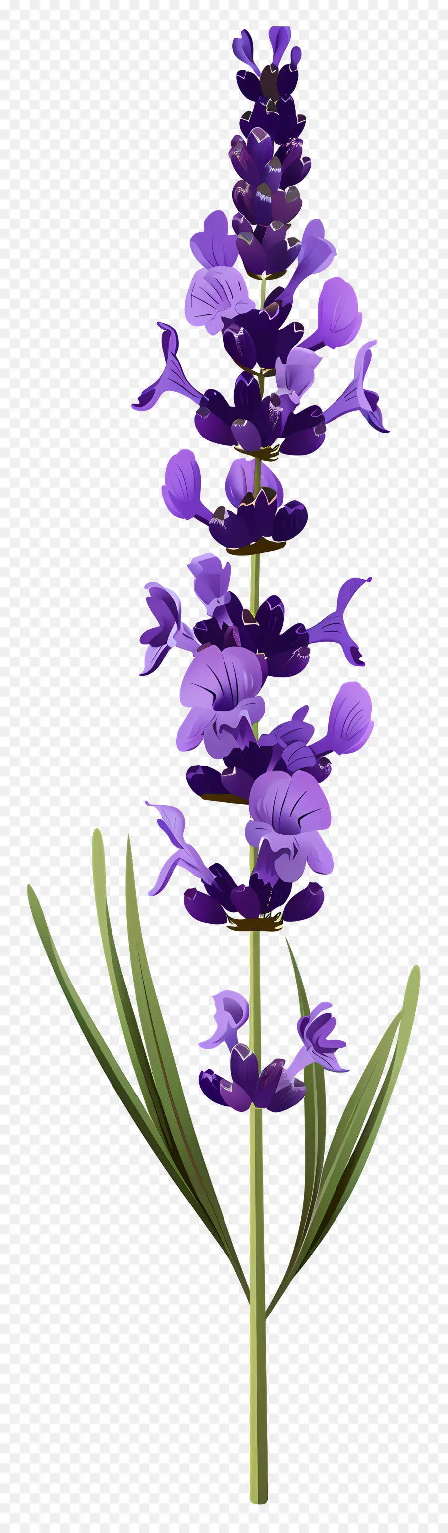 Fleur De Lavande，Fleurs Violettes PNG