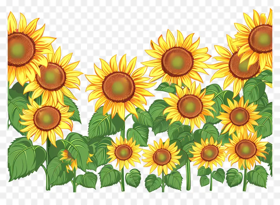 Bordure De Tournesols，Tournesols D'affilée PNG