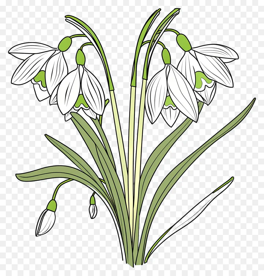 Perce Neige，Illustration De Perce Neige PNG