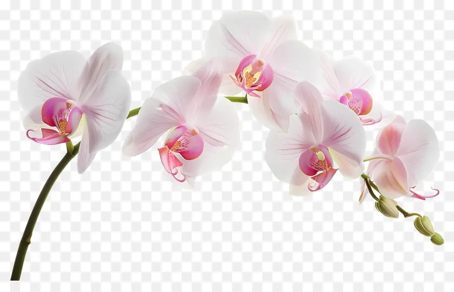 Fleur D'orchidée，Orchidée Rose PNG