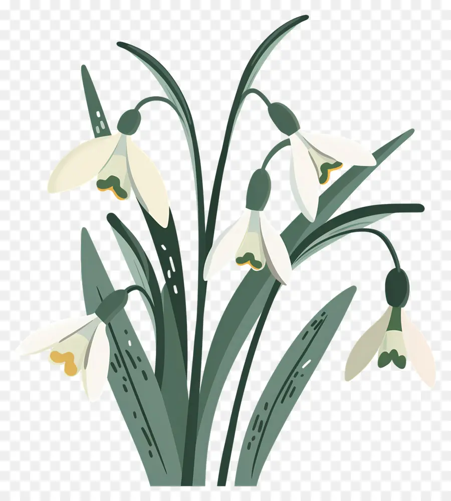 Perce Neige，Illustration De Perce Neige PNG