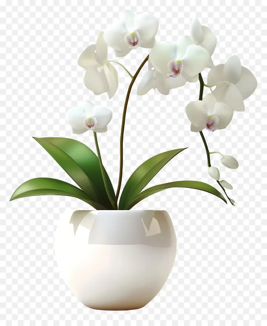 Fleur D'orchidée，Orchidée Blanche PNG