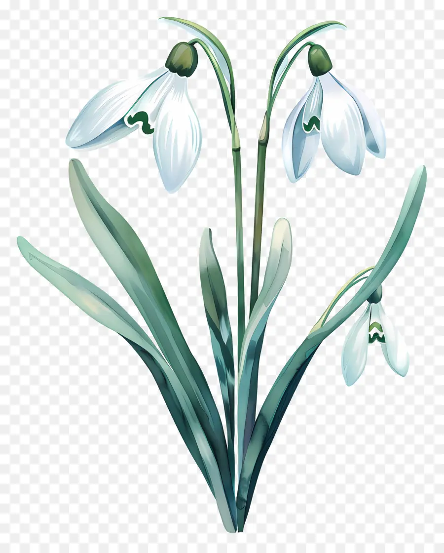 Perce Neige，Fleur De Perce Neige PNG