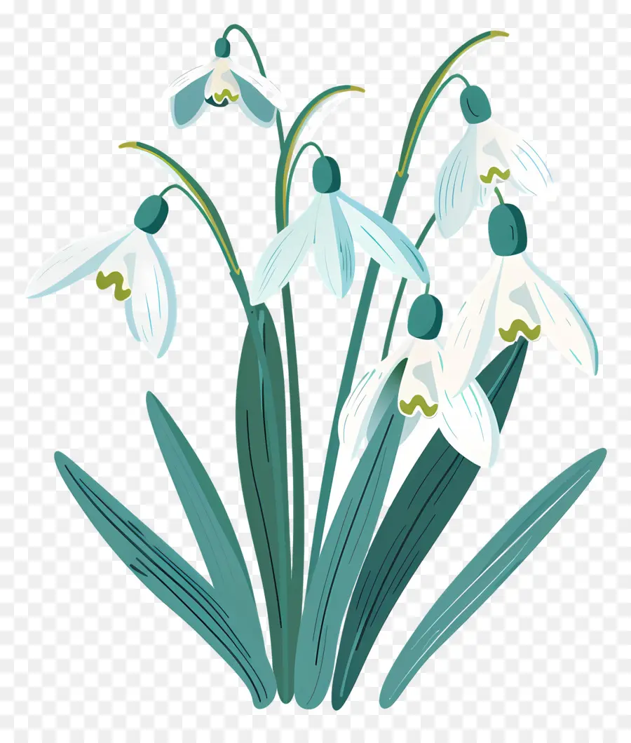 Perce Neige，Fleurs De Perce Neige PNG