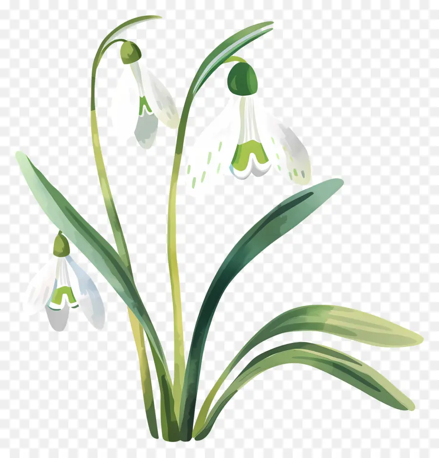 Perce Neige，Fleur De Perce Neige PNG