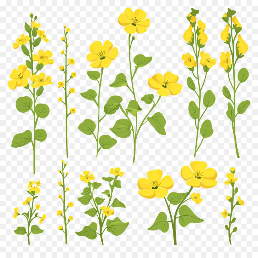 Fleurs De Colza，Fleurs Jaunes PNG