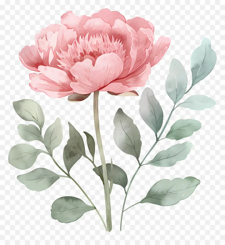 Fleur De Pivoine，Pivoine PNG