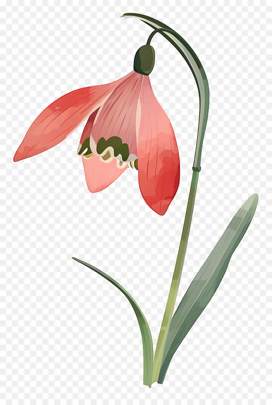 Perce Neige，Fleur De Perce Neige Rouge PNG