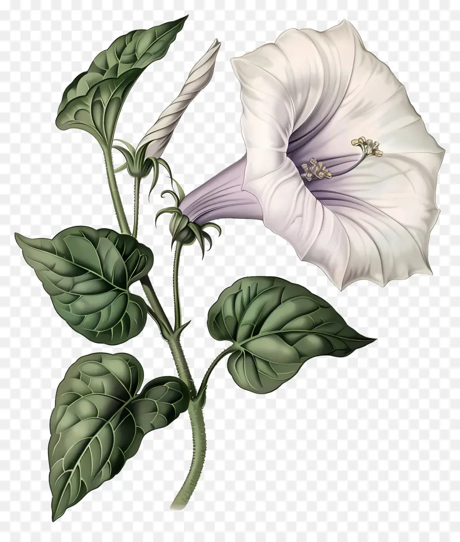 Fleurs Anciennes，Gloire Du Matin Blanc PNG