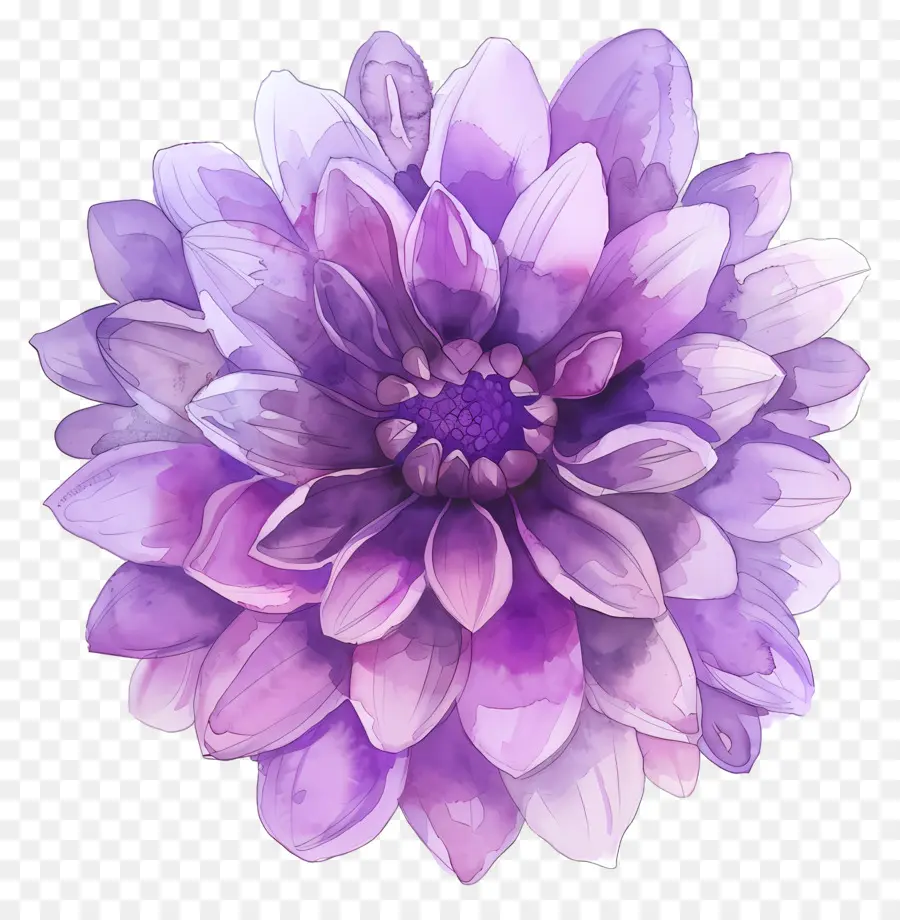 Fleur De Dahlia，Fleur Violette PNG