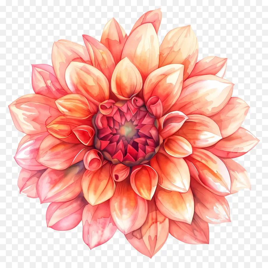 Fleur De Dahlia，Fleur D'oranger PNG