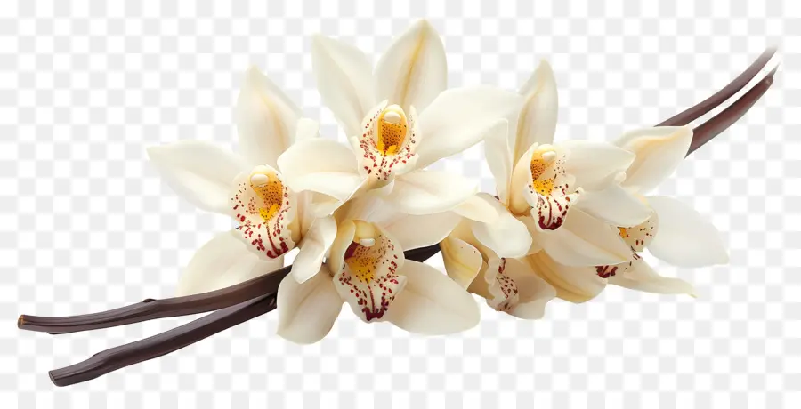 Fleurs D'orchidée Vanille，Orchidées Blanches PNG