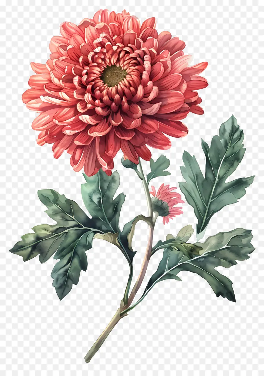 Fleur Vintage，Fleur Rouge PNG