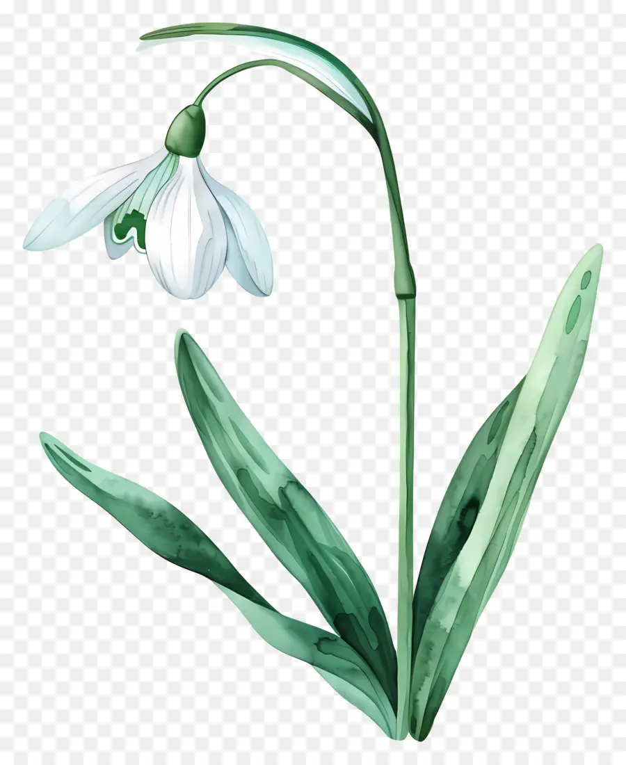 Perce Neige，Fleur De Perce Neige PNG