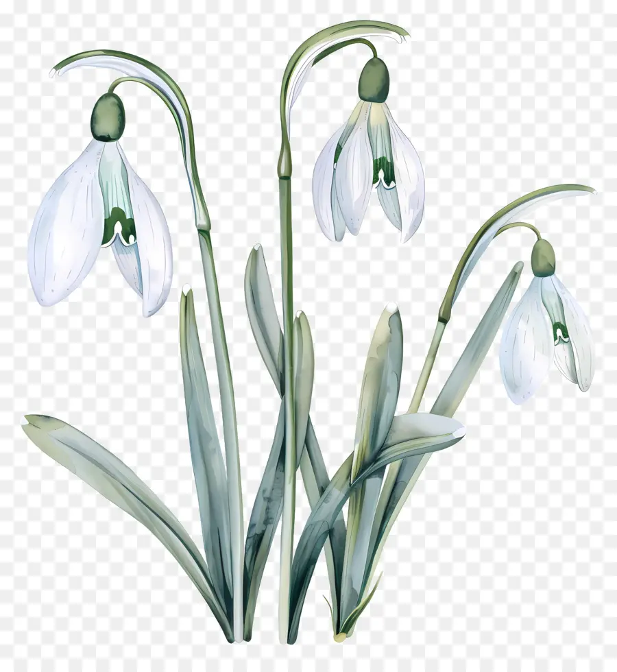 Perce Neige，Fleur De Perce Neige PNG