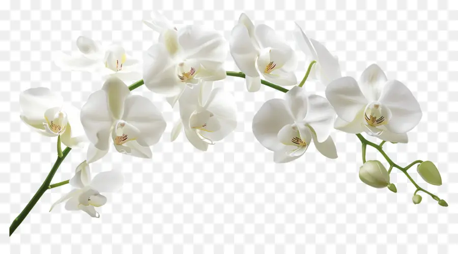 Fleur D'orchidée，Orchidées Blanches PNG