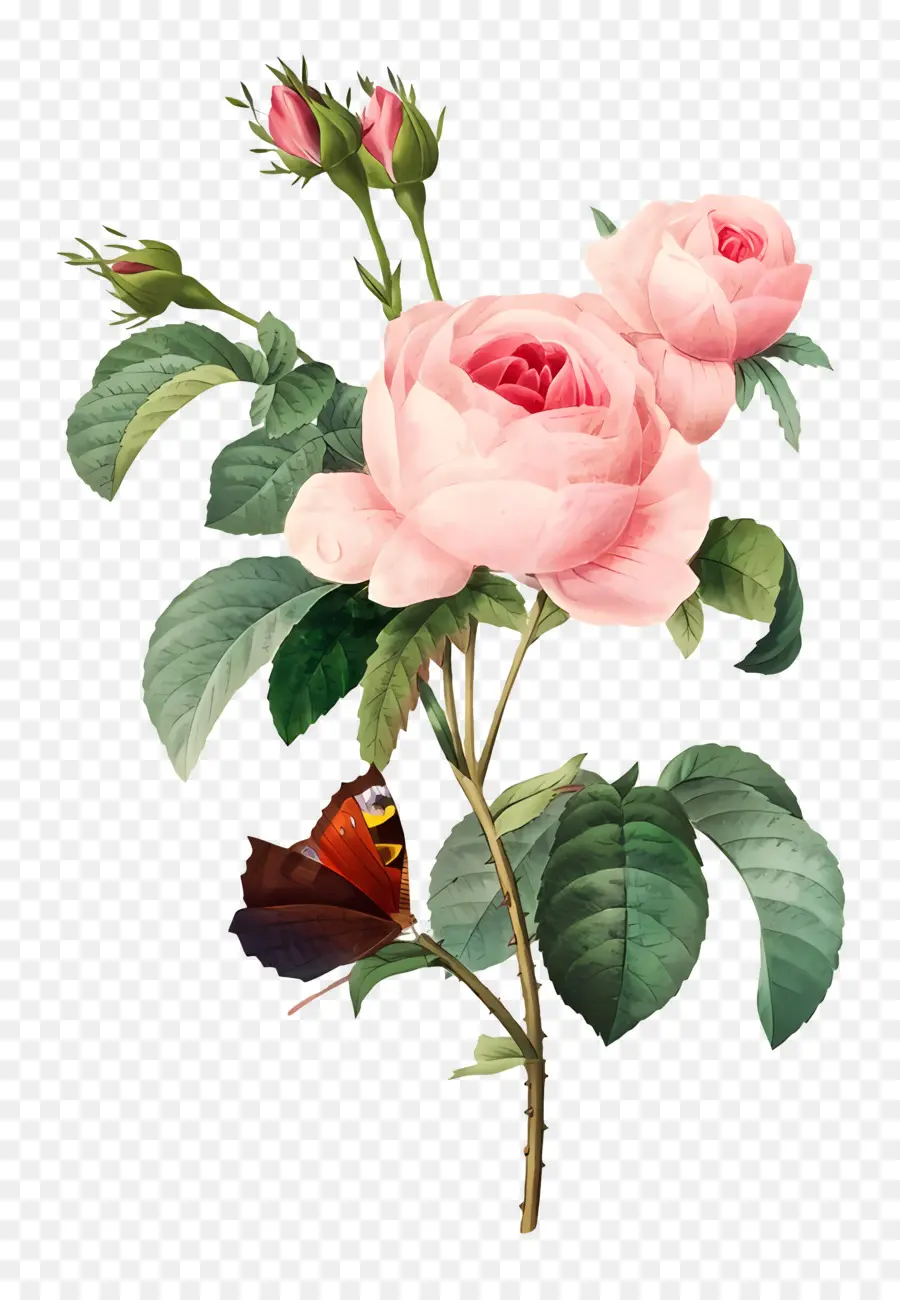 Fleurs Anciennes，Roses Roses PNG