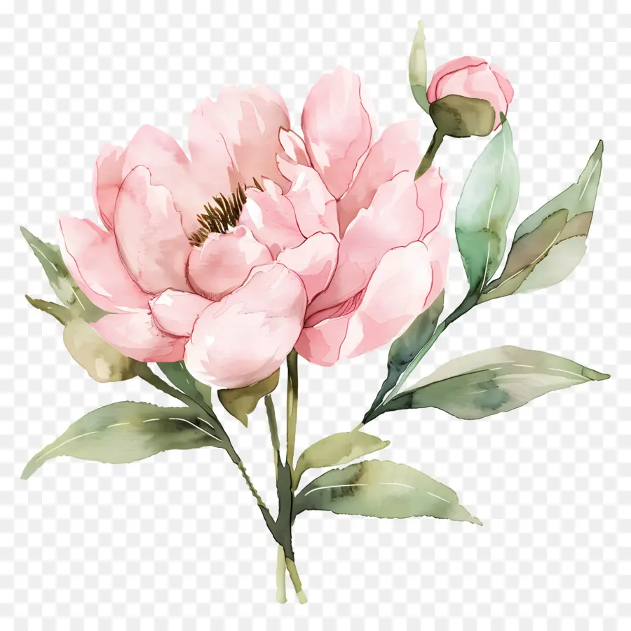 Fleur De Pivoine，Pivoine PNG