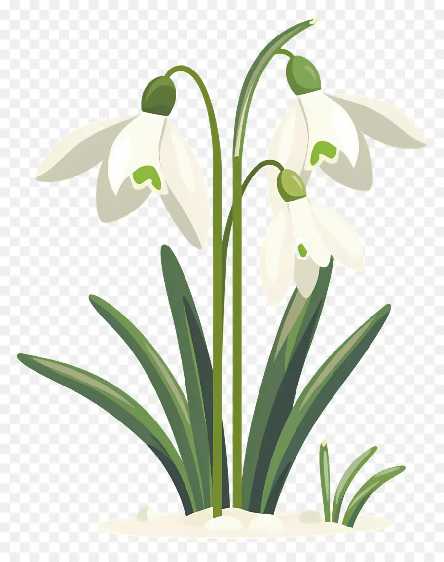 Perce Neige，Fleurs Blanches PNG